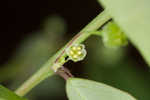 Muscarene Island leaf-flower